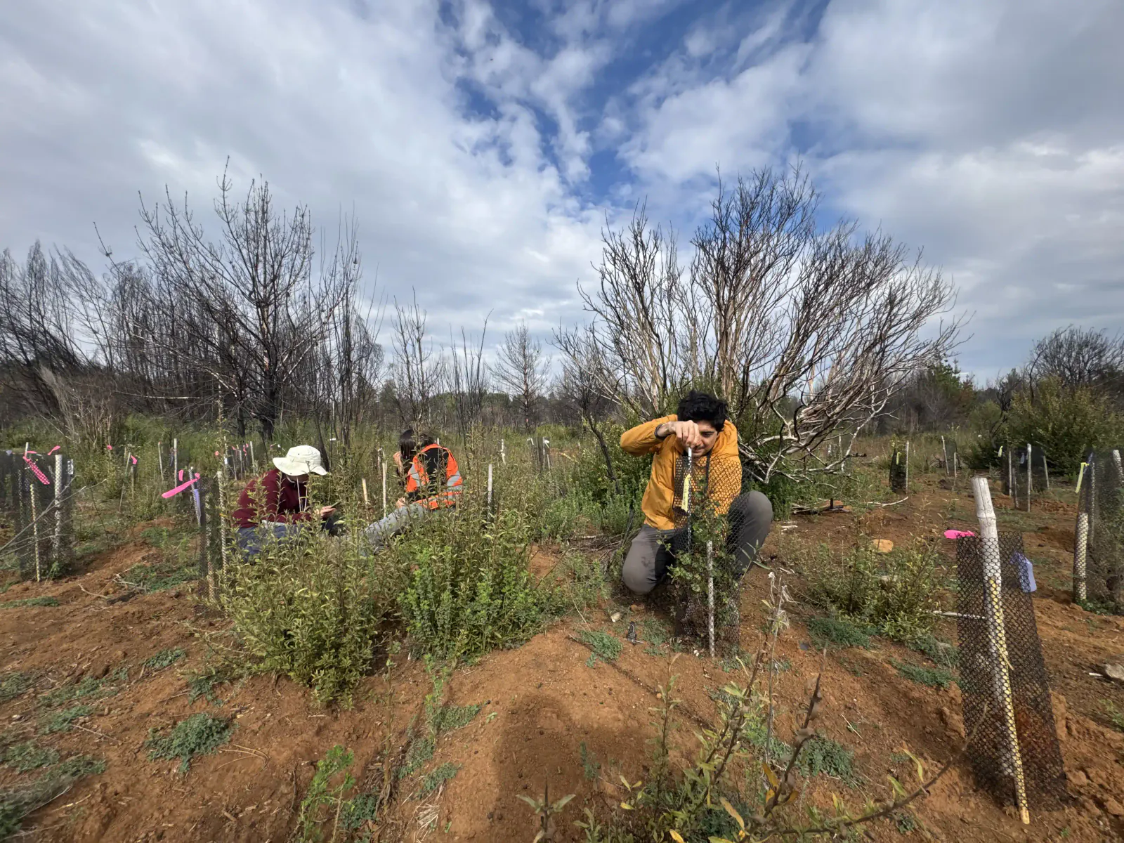 Equipo técnico realizando trabajo en terreno en bosque nativo